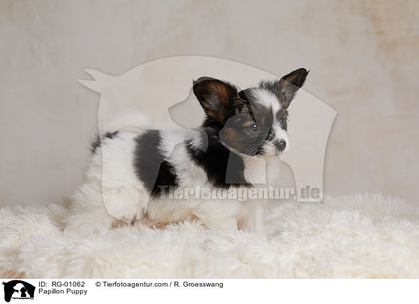 Papillon Welpe / Papillon Puppy / RG-01062