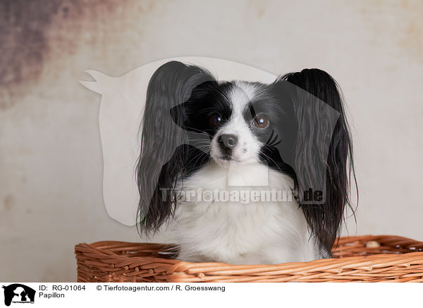 Papillon / Papillon / RG-01064