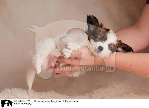 Papillon Welpe / Papillon Puppy / RG-01071