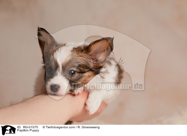 Papillon Welpe / Papillon Puppy / RG-01075