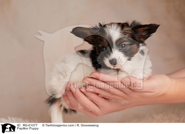 Papillon Welpe / Papillon Puppy / RG-01077