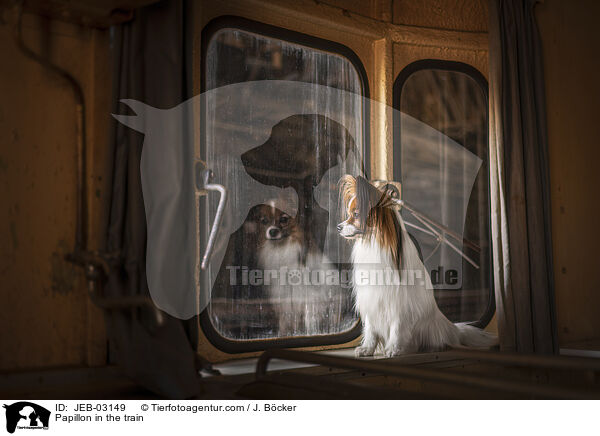 Papillon im Zug / Papillon in the train / JEB-03149