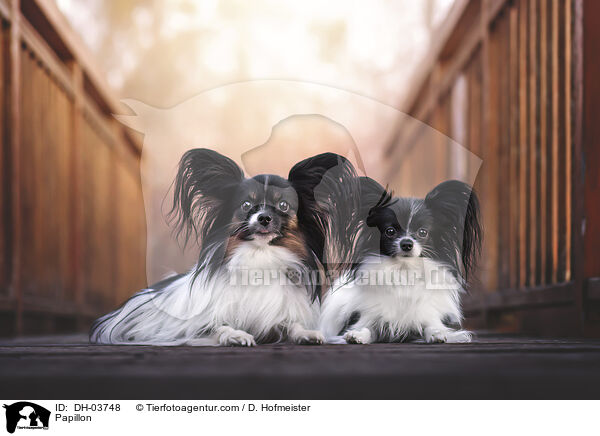 Papillon / Papillon / DH-03748