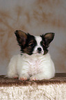 lying Papillon Puppy