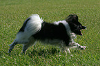 running Papillon