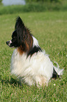 sitting male Papillon