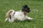 running Papillon