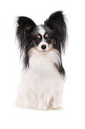 sitting Papillon