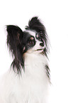 Papillon Portrait