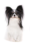 sitting Papillon