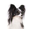 Papillon Portrait