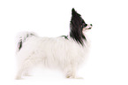 standing Papillon