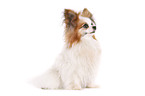 sitting Papillon