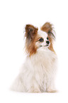 sitting Papillon