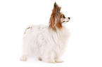 standing Papillon