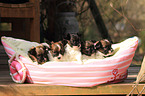 Papillon Puppies