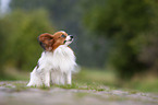 sitting Papillon