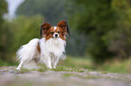 standing Papillon