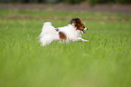 running Papillon