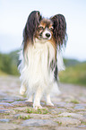 standing Papillon