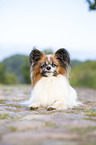 lying Papillon