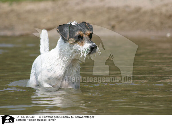 badender Parson Russell Terrier / bathing Parson Russell Terrier / SS-00030