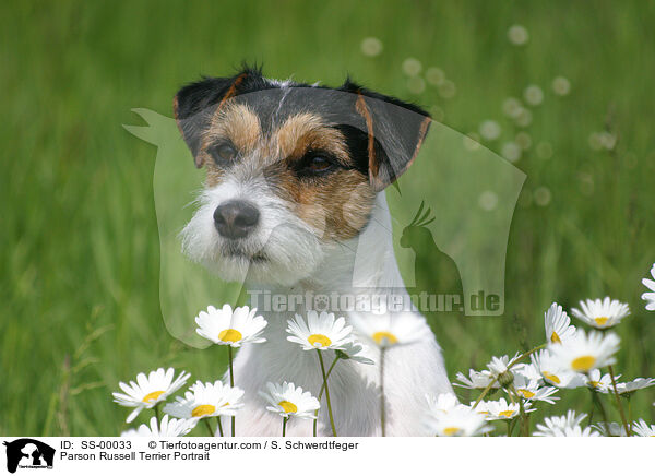 Parson Russell Terrier Portrait / Parson Russell Terrier Portrait / SS-00033