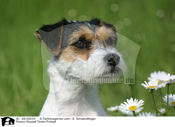 Parson Russell Terrier Portrait / Parson Russell Terrier Portrait / SS-00035