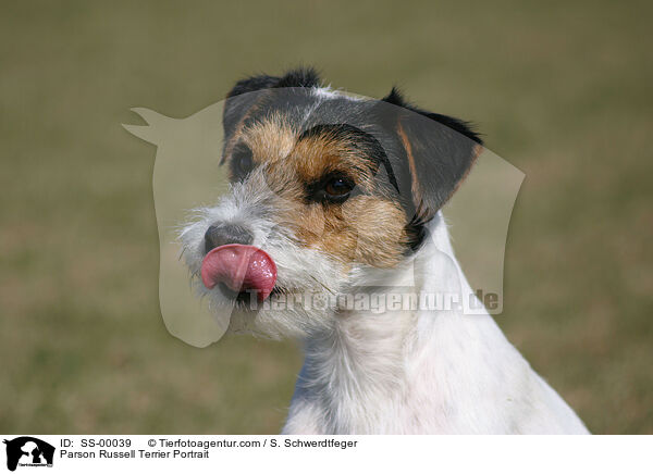 Parson Russell Terrier Portrait / Parson Russell Terrier Portrait / SS-00039