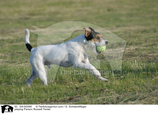 spielender Parson Russell Terrier / playing Parson Russell Terrier / SS-00066