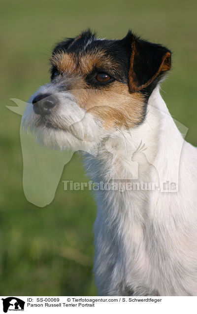 Parson Russell Terrier Portrait / SS-00069