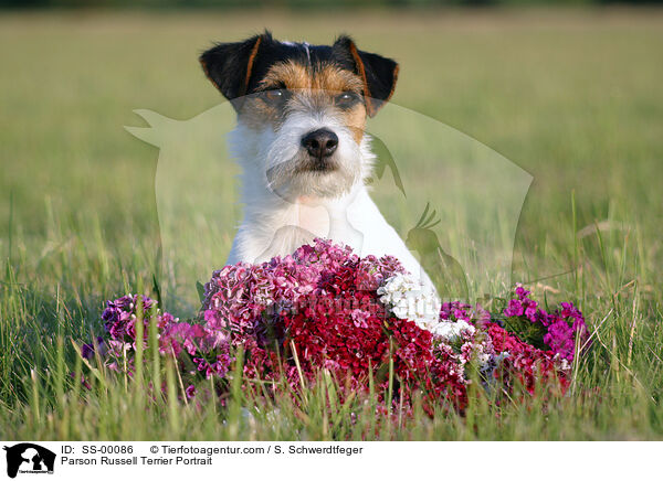 Parson Russell Terrier Portrait / SS-00086