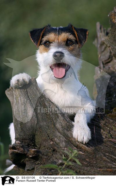 Parson Russell Terrier Portrait / SS-00106