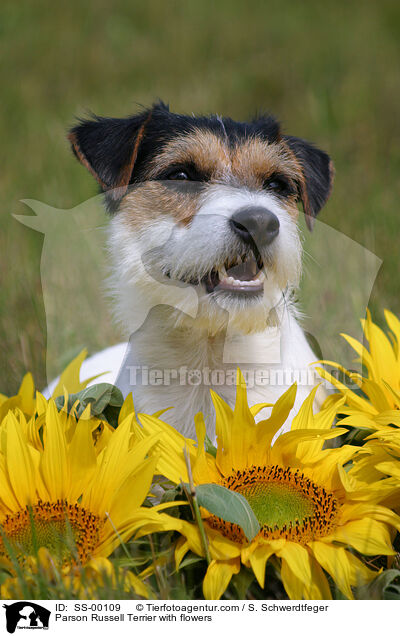 Parson Russell Terrier with flowers / SS-00109