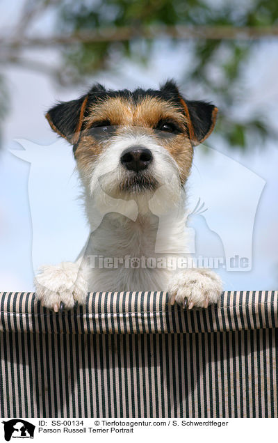 Parson Russell Terrier Portrait / SS-00134