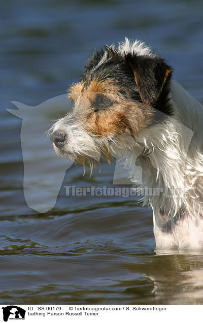 bathing Parson Russell Terrier / SS-00179