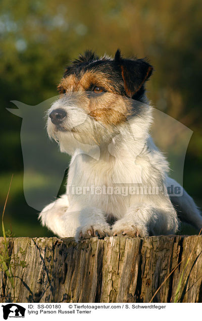 liegender Parson Russell Terrier / lying Parson Russell Terrier / SS-00180