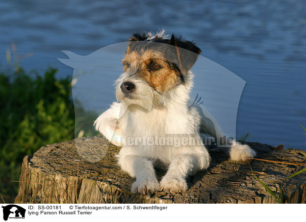 liegender Parson Russell Terrier / lying Parson Russell Terrier / SS-00181