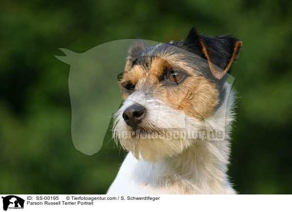 Parson Russell Terrier Portrait / Parson Russell Terrier Portrait / SS-00195