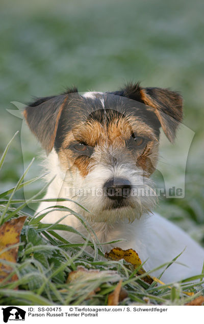 Parson Russell Terrier Portrait / Parson Russell Terrier Portrait / SS-00475