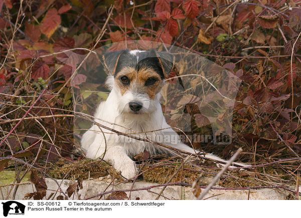 Parson Russell Terrier in the autumn / SS-00612