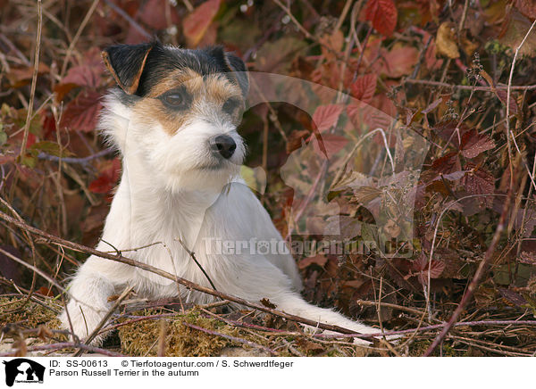 Parson Russell Terrier im Herbst / Parson Russell Terrier in the autumn / SS-00613