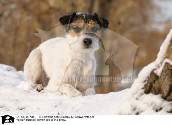 Parson Russell Terrier liegt im Schnee / Parson Russell Terrier lies in the snow / SS-00788