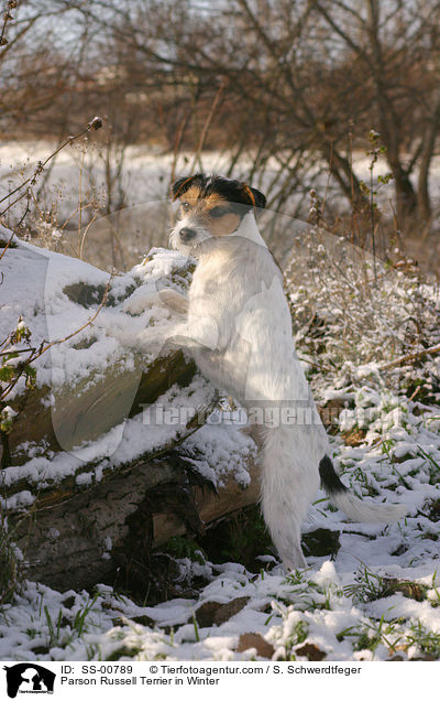 Parson Russell Terrier in Winter / SS-00789