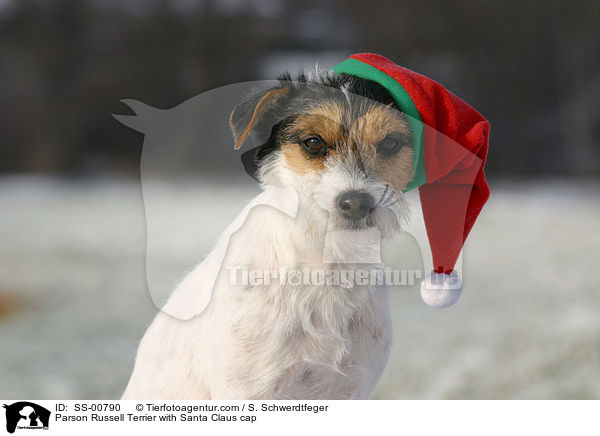 Parson Russell Terrier mit Weihnachtsmtze / Parson Russell Terrier with Santa Claus cap / SS-00790