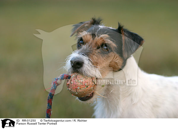Parson Russell Terrier Portrait / Parson Russell Terrier Portrait / RR-01250