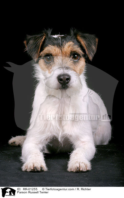 Parson Russell Terrier / Parson Russell Terrier / RR-01255