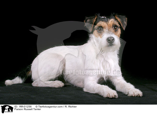 Parson Russell Terrier / Parson Russell Terrier / RR-01256