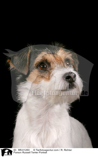 Parson Russell Terrier Portrait / Parson Russell Terrier Portrait / RR-01260