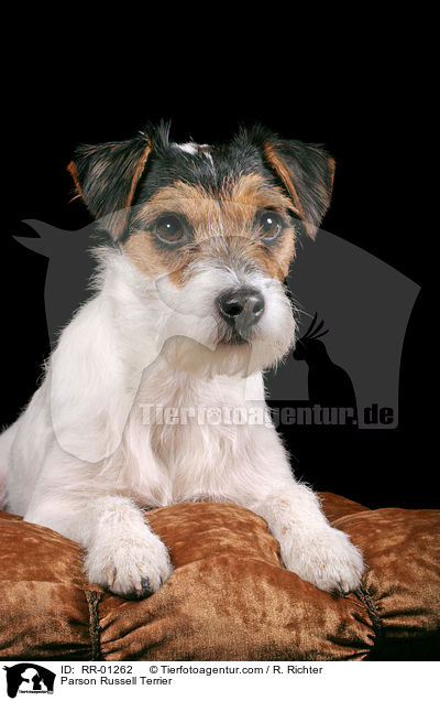 Parson Russell Terrier / Parson Russell Terrier / RR-01262
